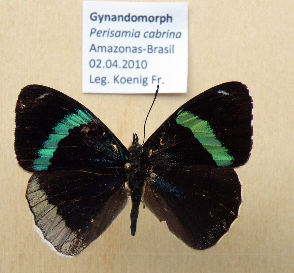 Perisamia cabrina gynandromorph (Internet Image property of respective owner, non-commercial use only)